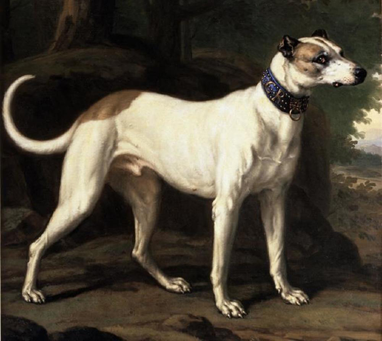 King Karl XI's dog Turck